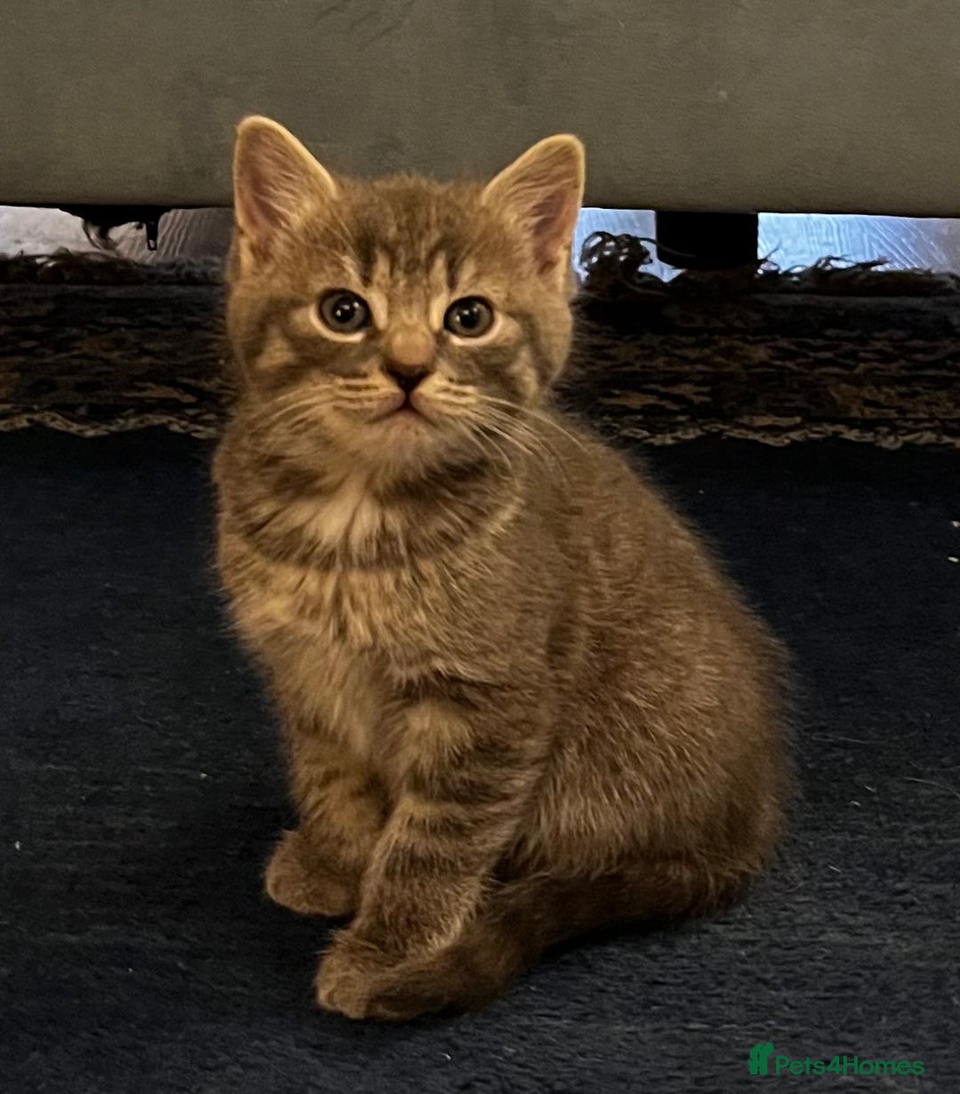 Mixed Breed cats for sale: 3 loveable female kittens - Image 8