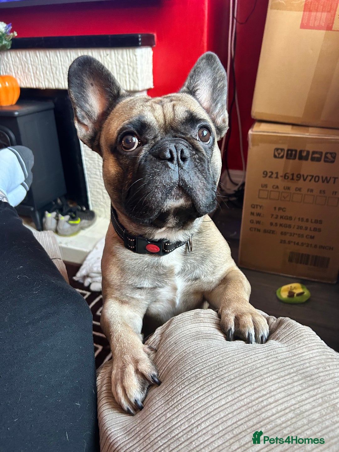 French Bulldog dogs for sale: Bear (French Bulldog) - Advert 1