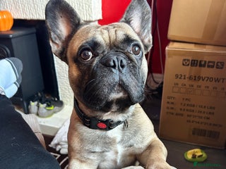 French Bulldog dogs Bear (French Bulldog) - Advert 3