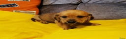 Mixed Breed dogs for sale: Adorable playful Cavachon x Dachshound pups - Advert 8