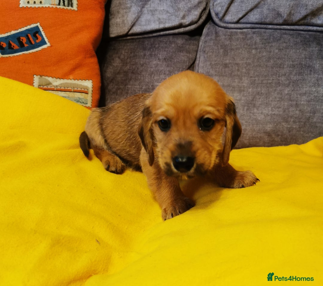 Mixed Breed dogs for sale: Adorable playful Cavachon x Dachshound pups - Advert 8