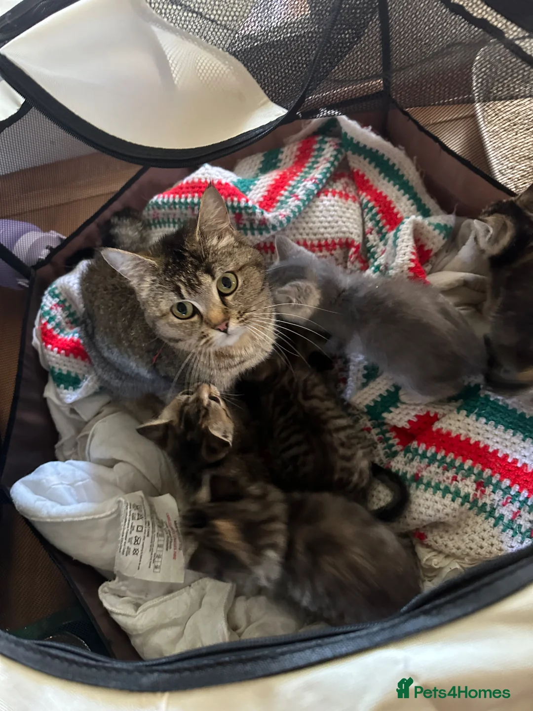 Mixed Breed cats for sale: KITTENS READY TO GO - Advert 2