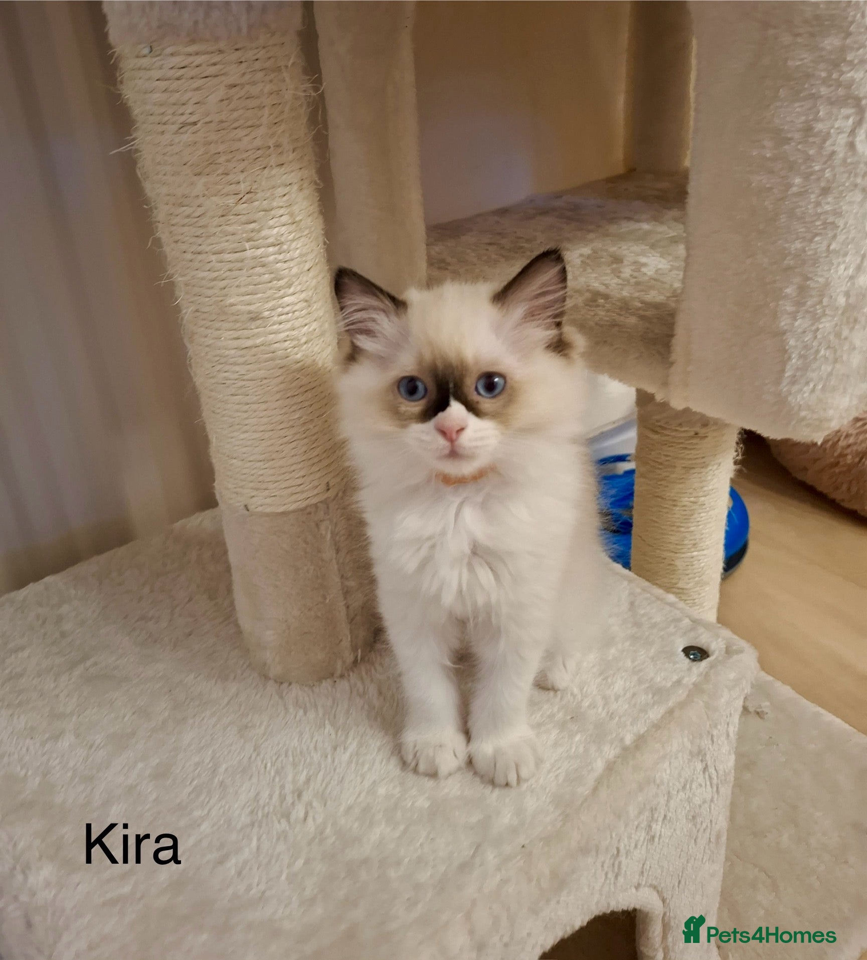 Ragdoll cats Purebred Ragdoll Kittens - TICA - YORKSHIRE - Advert 1
