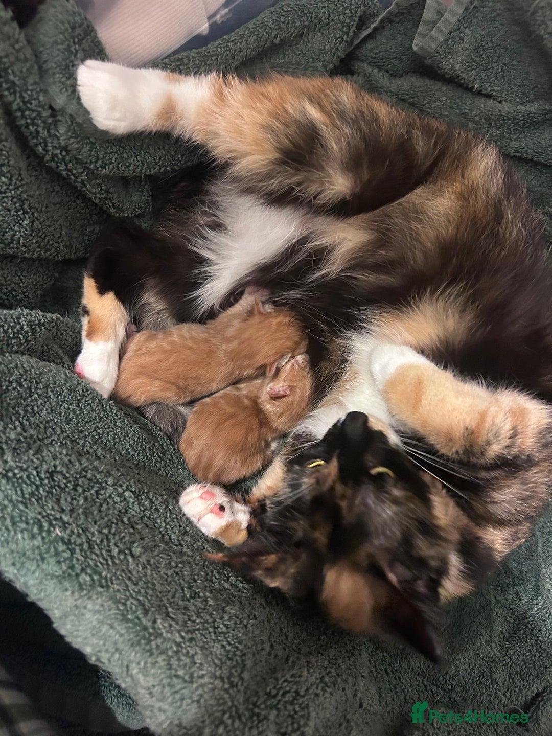 British Shorthair cats for sale: British short hair ginger kittens - Image 3