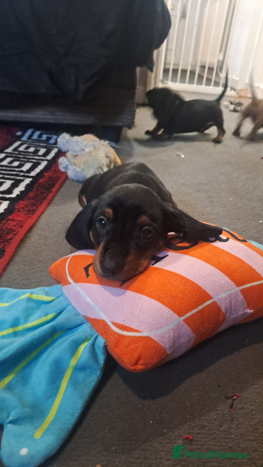 Dachshund dogs for sale: Stunning dachshund boy puppies - Advert 4
