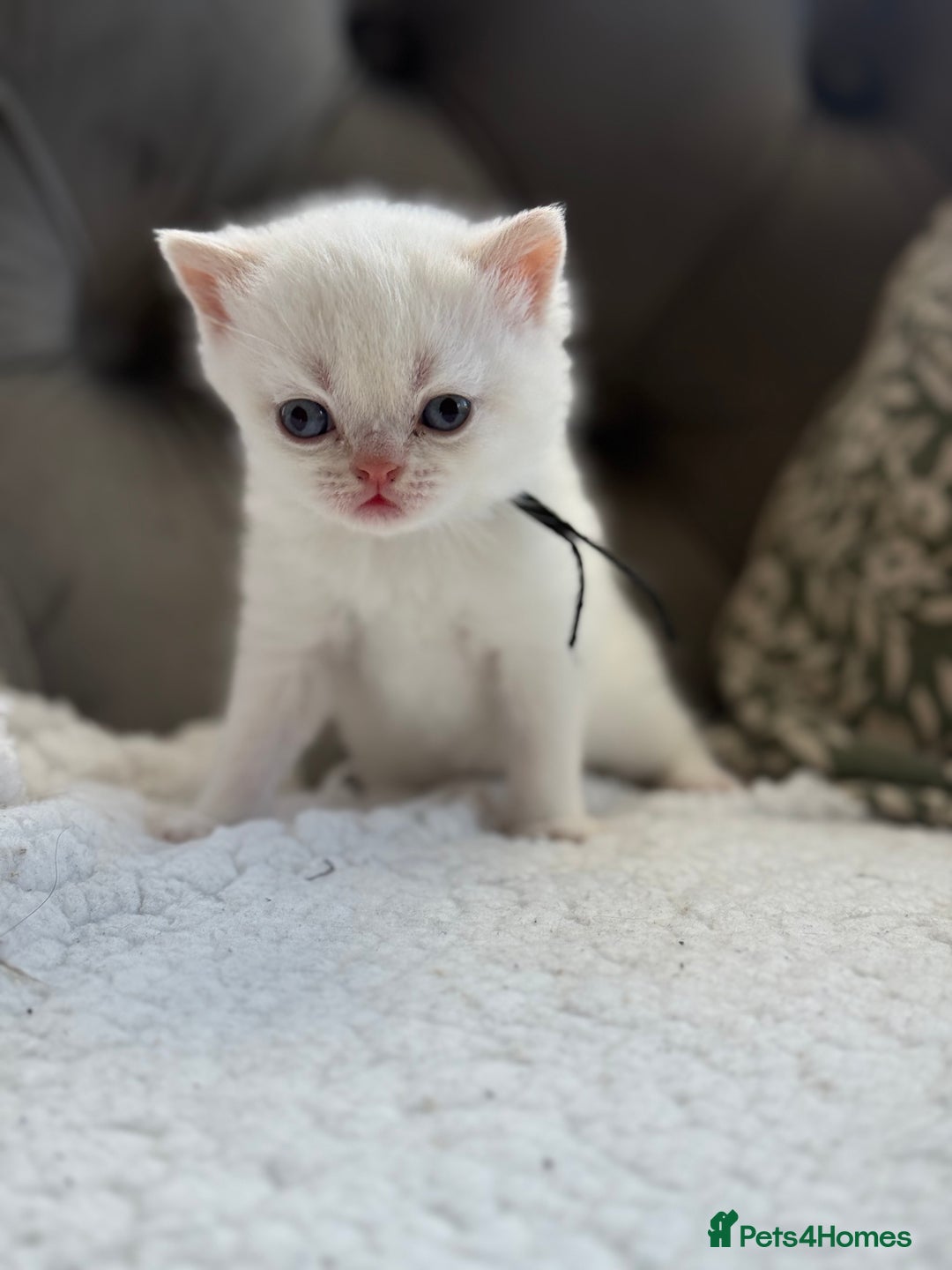 British Shorthair cats for sale: 5 lilac colour point kittens  - Advert 25