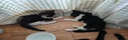 Mixed Breed cats for sale: 2 sweet loveing kitten  - Advert 5