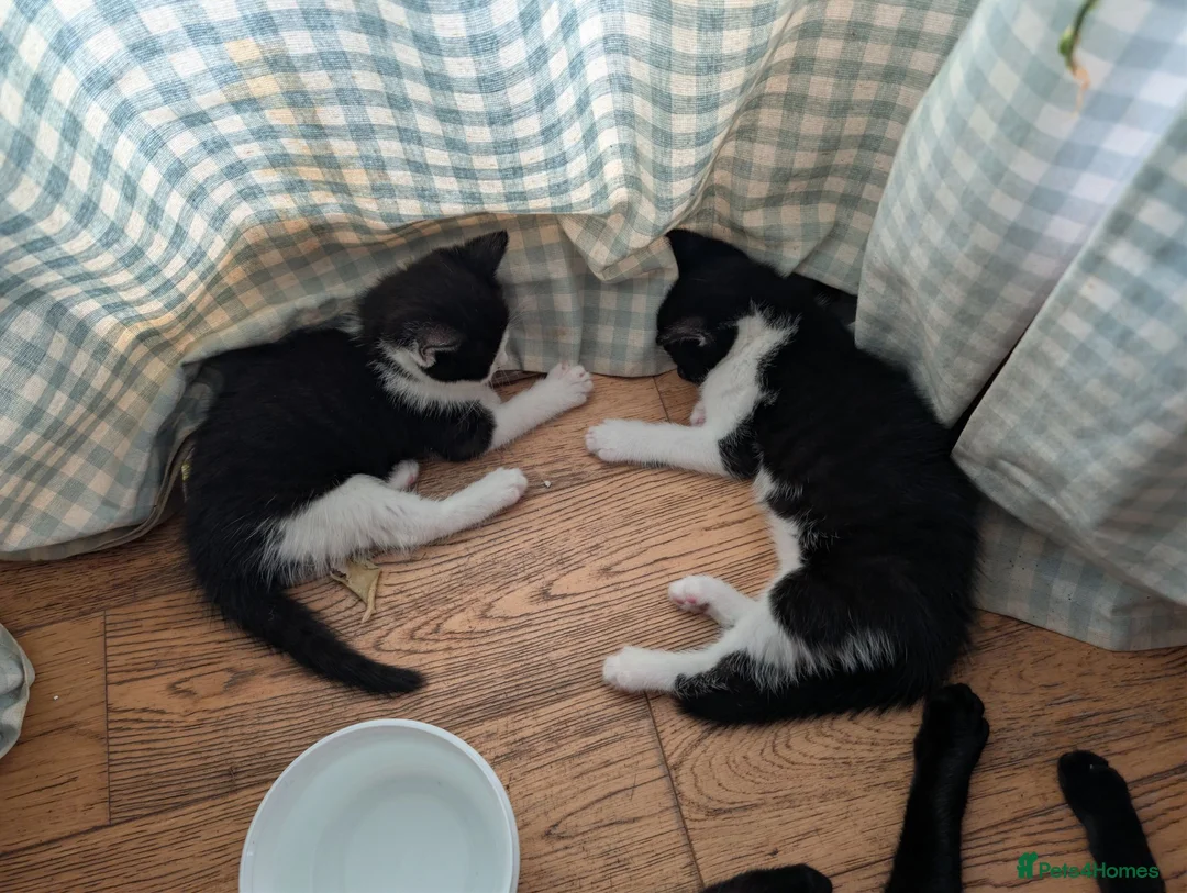 Mixed Breed cats for sale: 2 sweet loveing kitten  - Advert 5