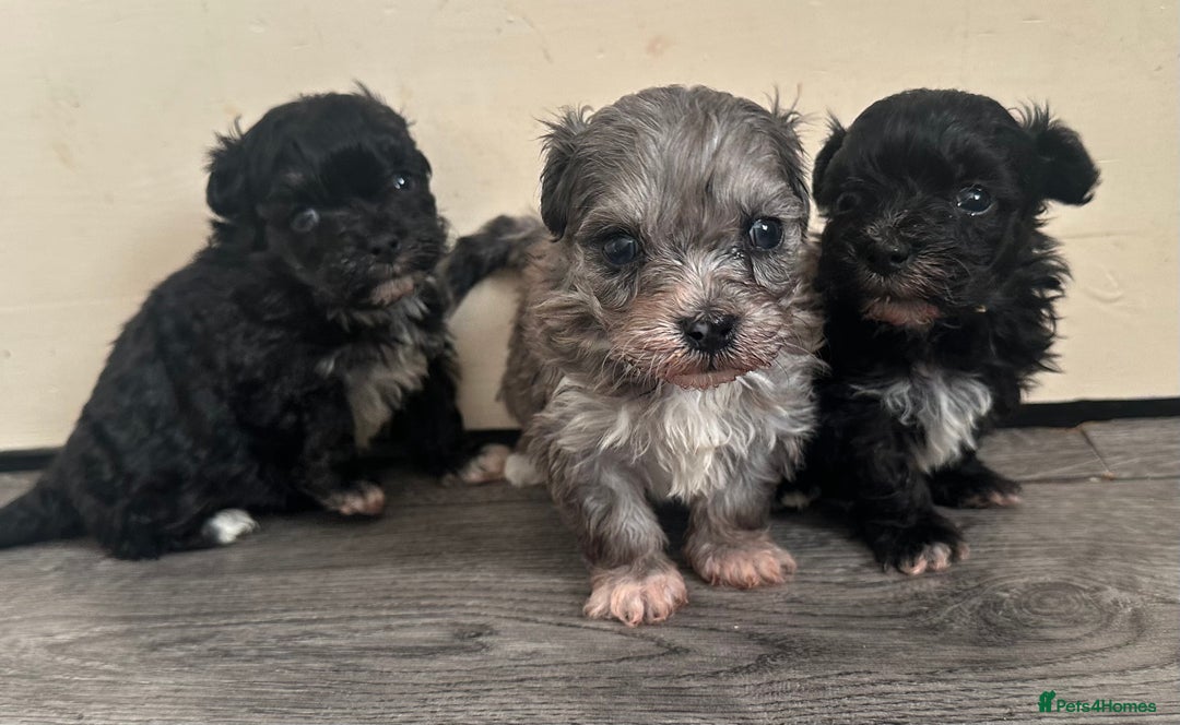 Maltipoo dogs for sale: F1 Toy Maltipoos - Advert 17