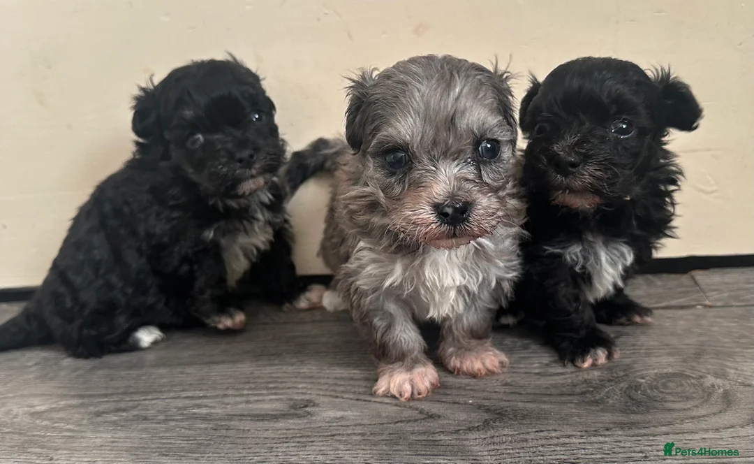 Maltipoo dogs for sale: F1 Toy Maltipoos - Advert 19