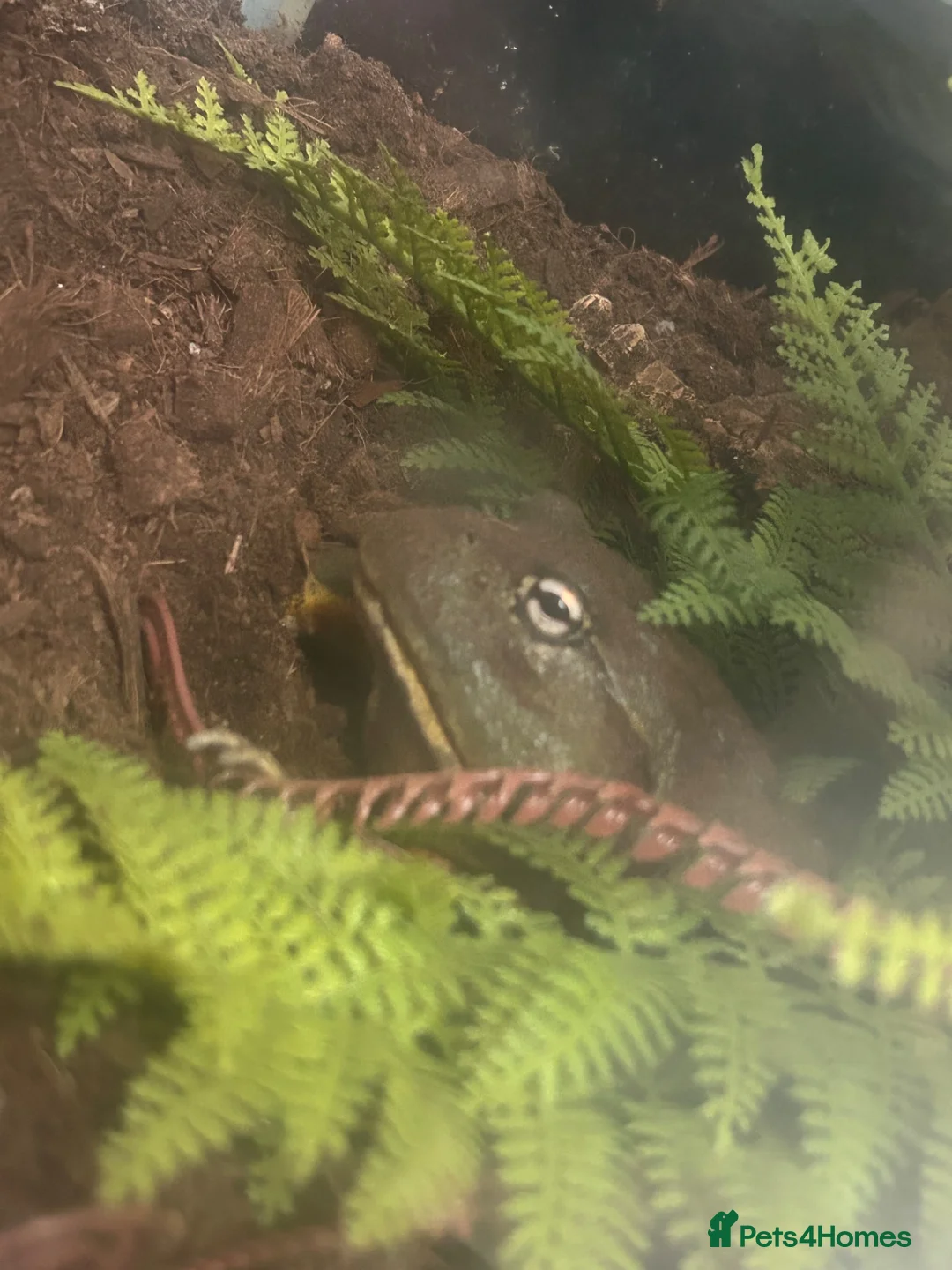 Mixed Breed reptiles for sale: UPDATED Multiple reptiles needing new homes - Advert 9