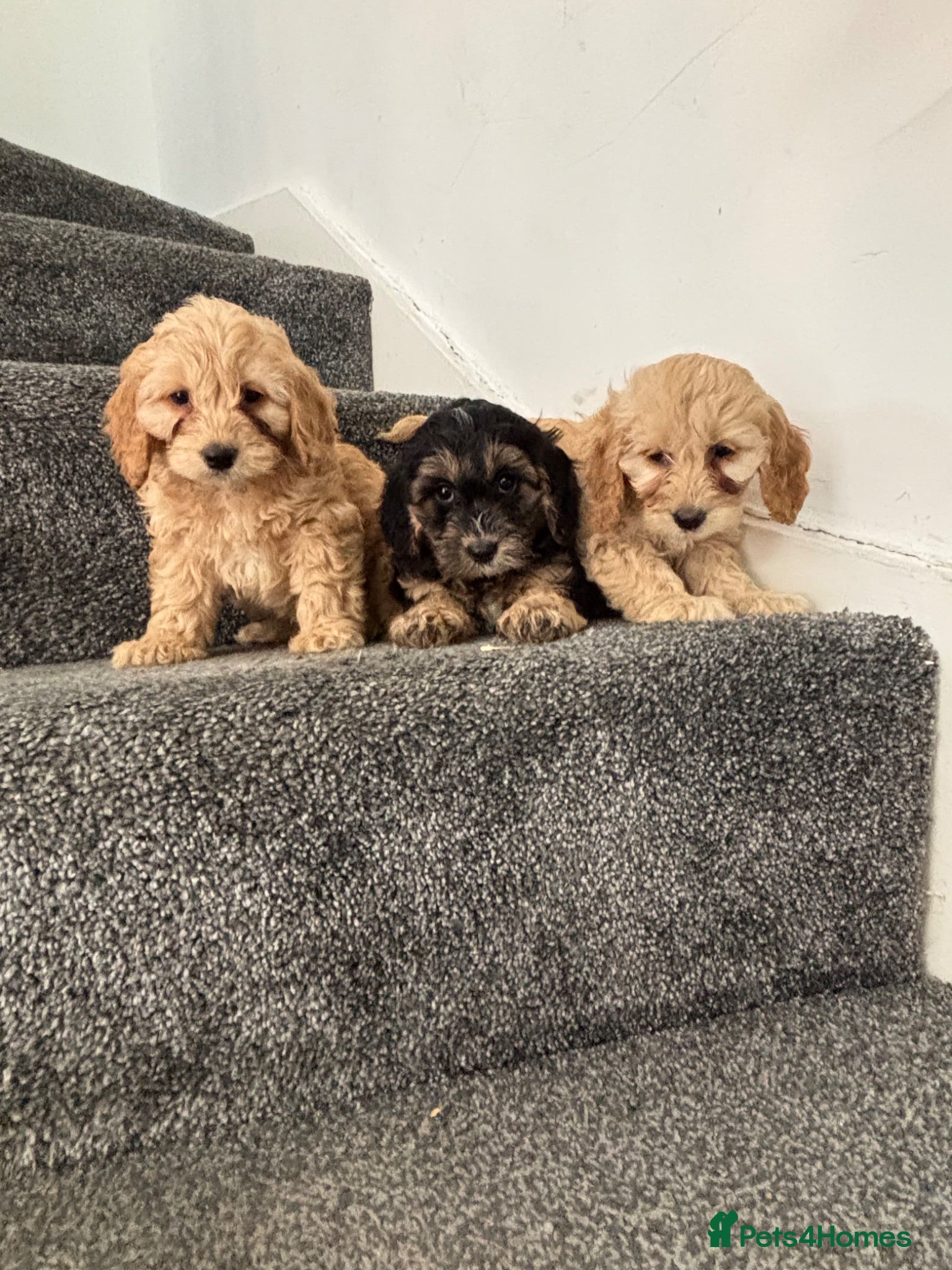 Cavapoo dogs  🐶 Mini Cavapoo puppies 🐶  - Advert 3