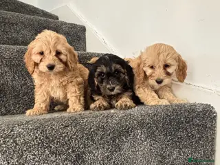 Cavapoo dogs 🐶 Mini Cavapoo puppies 🐶 - Advert 3