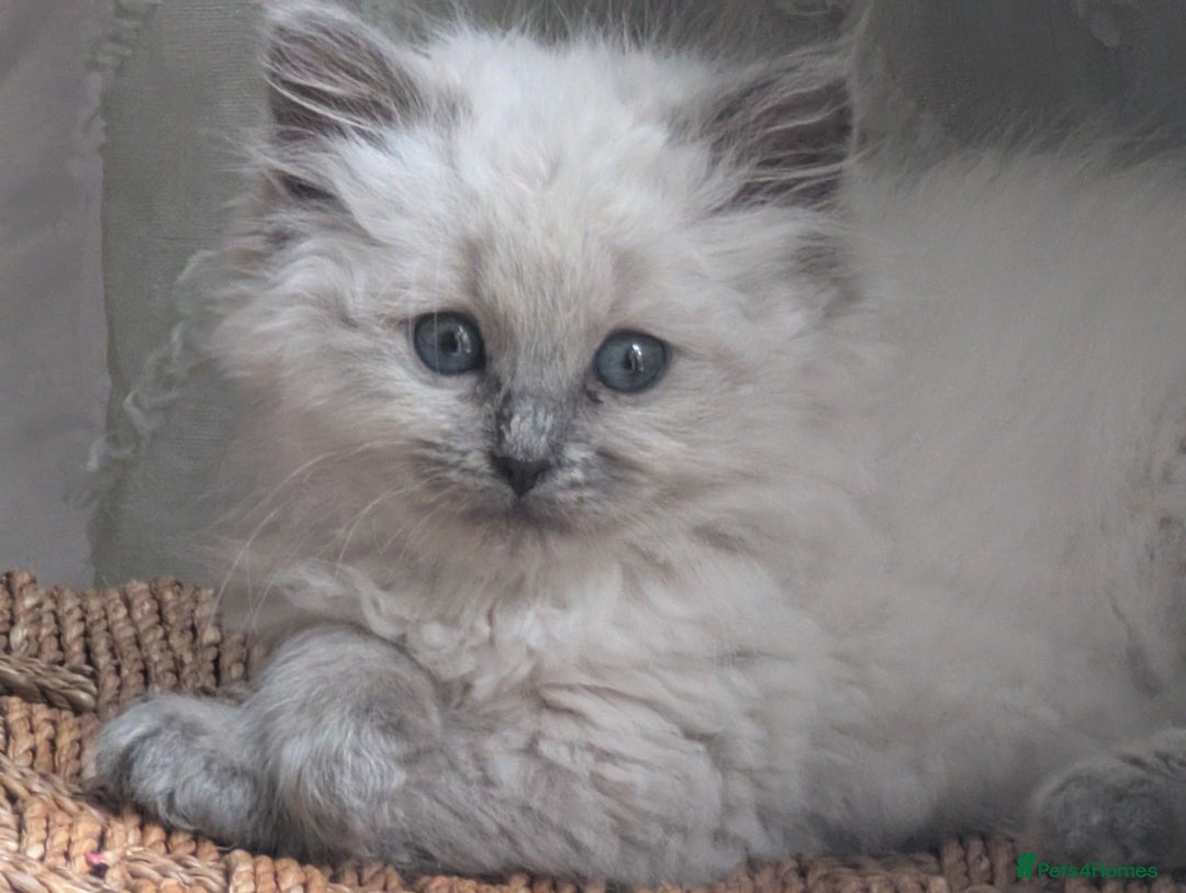 Ragdoll cats for sale: Ragdoll - home reared kittens - Image 2