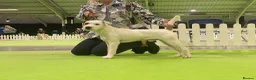 Parson Russell dogs for sale: Quality Parson Russell Adult Male - Advert 5