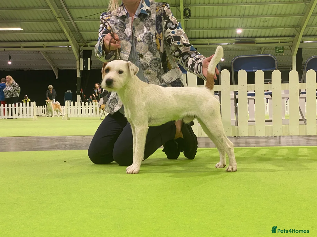 Parson Russell dogs for sale: Quality Parson Russell Adult Male - Advert 5