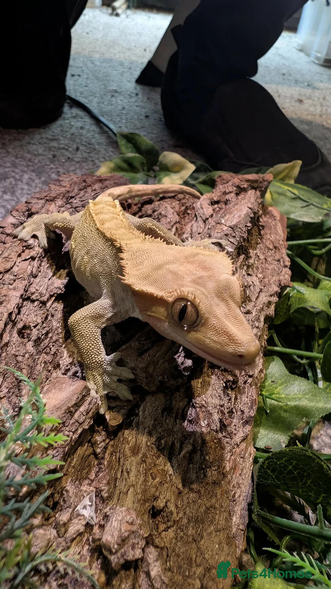 Gecko reptiles for sale: Crested geckos for sale  - Advert 15