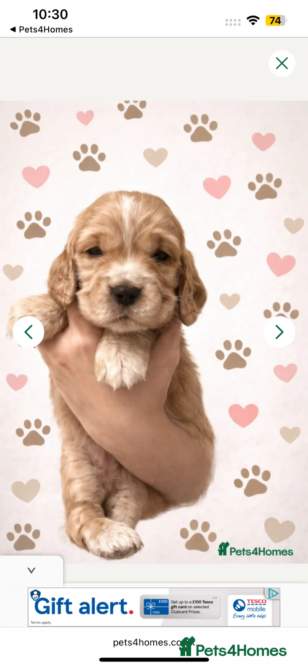 Cocker Spaniel dogs for sale: 1 SHOW stunning true to the type show cocker 🐶  - Advert 38