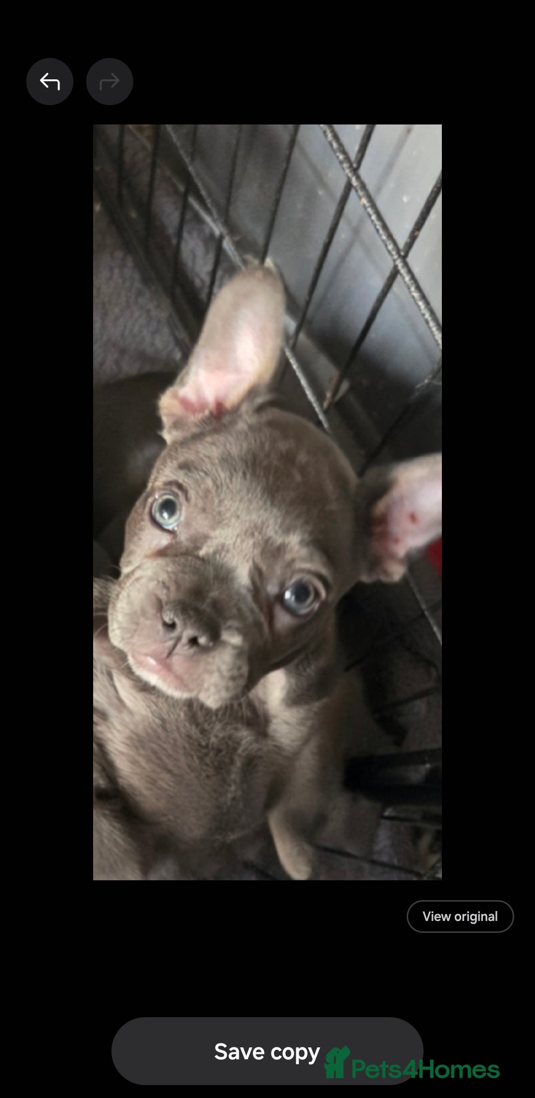 French Bulldog dogs for sale: 6 frenchie/ French bulldog - Image 4