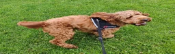 Cockapoo dogs for sale: 🐶 Cockapoo Looking for His Forever Home🐶 🐾 - Advert 4