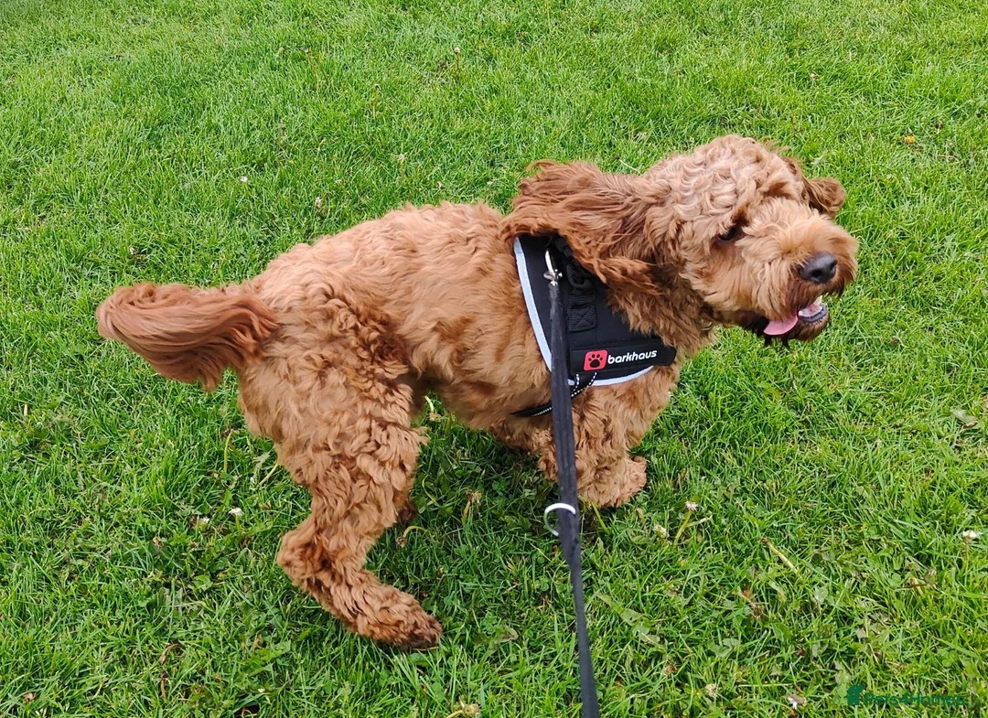 Cockapoo dogs for sale: 🐶 Cockapoo Looking for His Forever Home🐶 🐾 - Advert 4