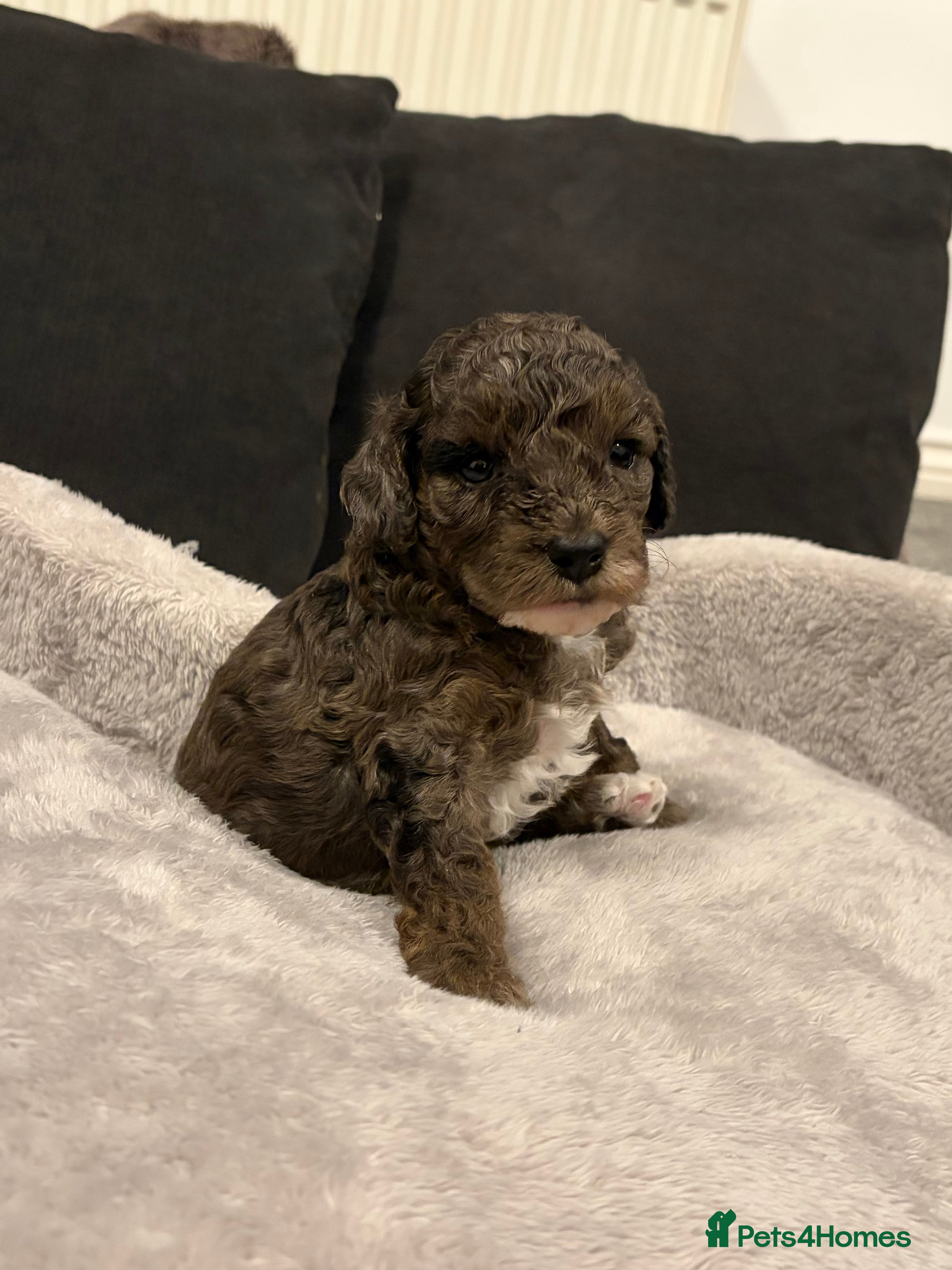 Cavapoo dogs Stunning cavapoo puppies  - Advert 2