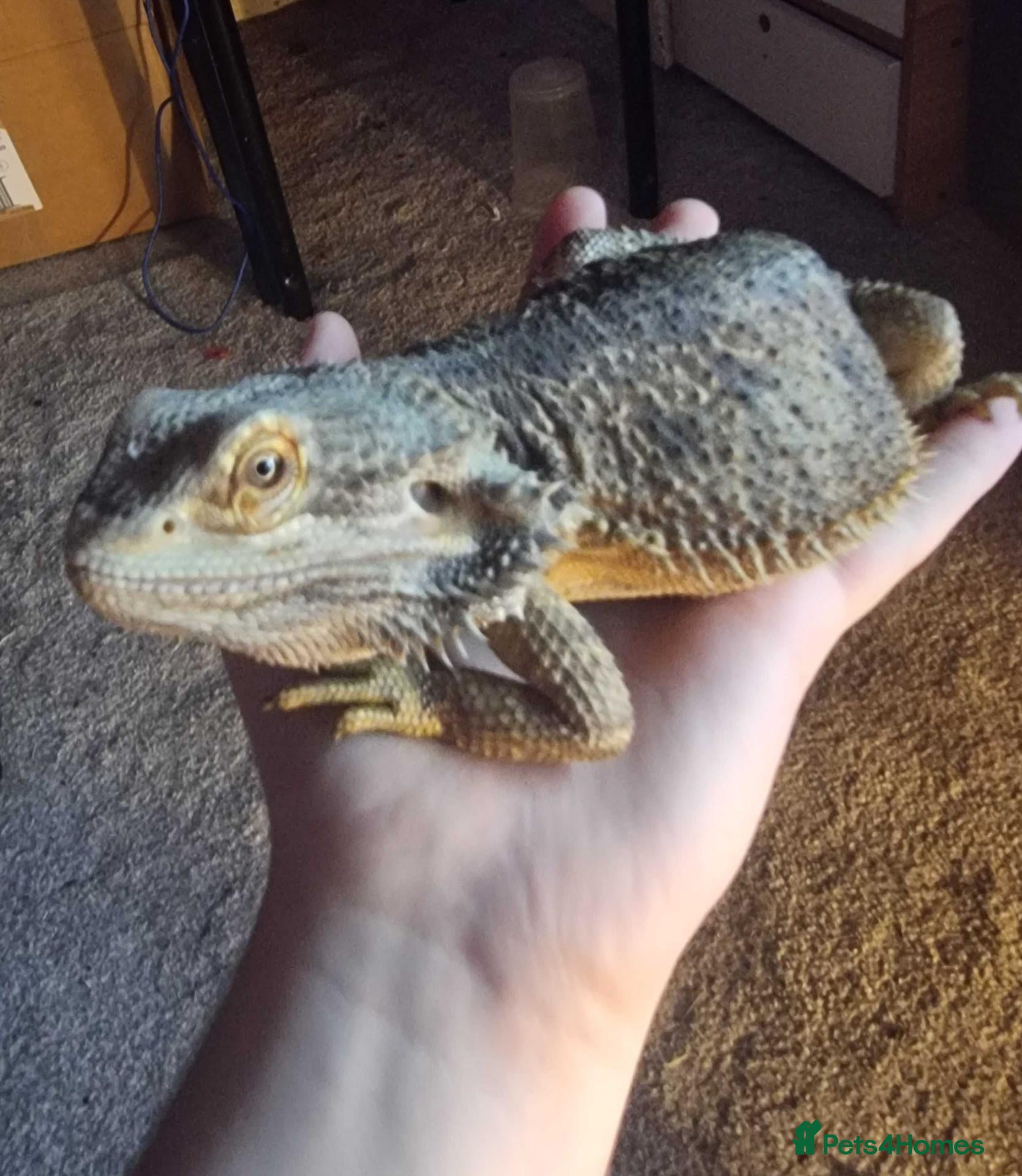 Bearded Dragon reptiles Estimated 3 yrs old Male beardie - Crowley - Advert 2