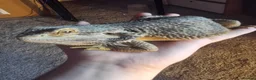 Bearded Dragon reptiles for sale: Estimated 3 yrs old Male beardie - Crowley - Advert 1