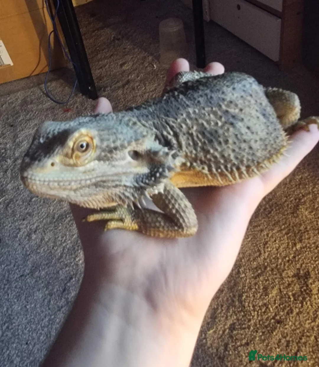 Bearded Dragon reptiles for sale: Estimated 3 yrs old Male beardie - Crowley - Advert 1