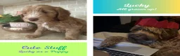 Australian Labradoodle dogs for sale: Multigen Aus Labradoodle Puppies Born 16 October - Advert 4