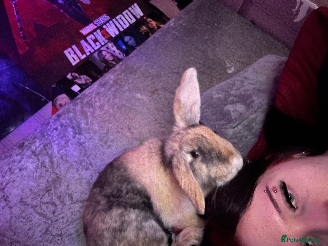 Mixed Breed rabbits for sale: 2x beautiful female bunny’s  - Advert 3