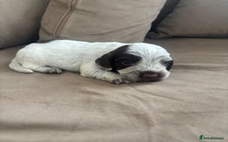 Cocker Spaniel dogs for sale: Cocker spaniel puppies  - Image 30