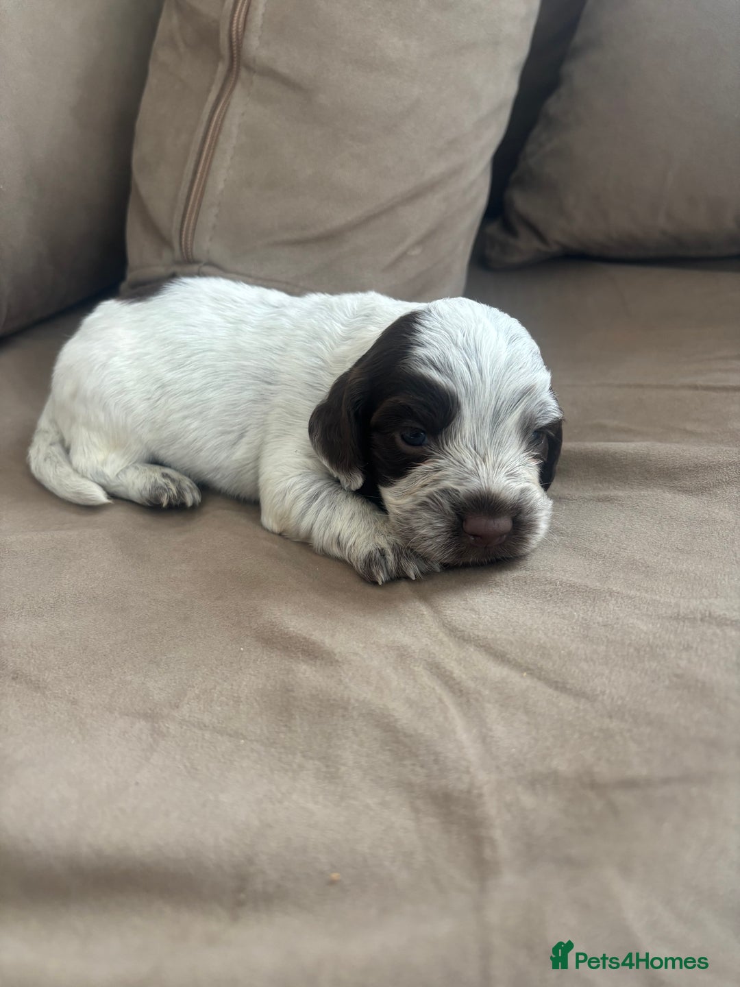 Cocker Spaniel dogs for sale: Cocker spaniel puppies  - Image 30