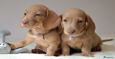 Miniature Dachshund dogs - Advert 10