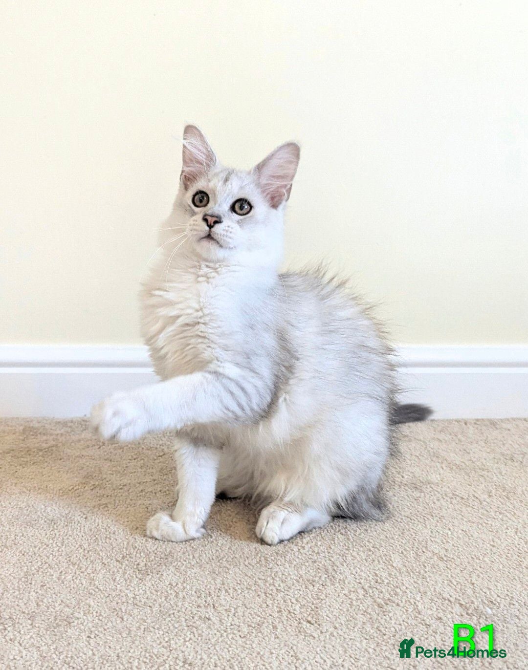 Maine Coon cats Registered Shaded Maine Coon Kittens  - Advert 10