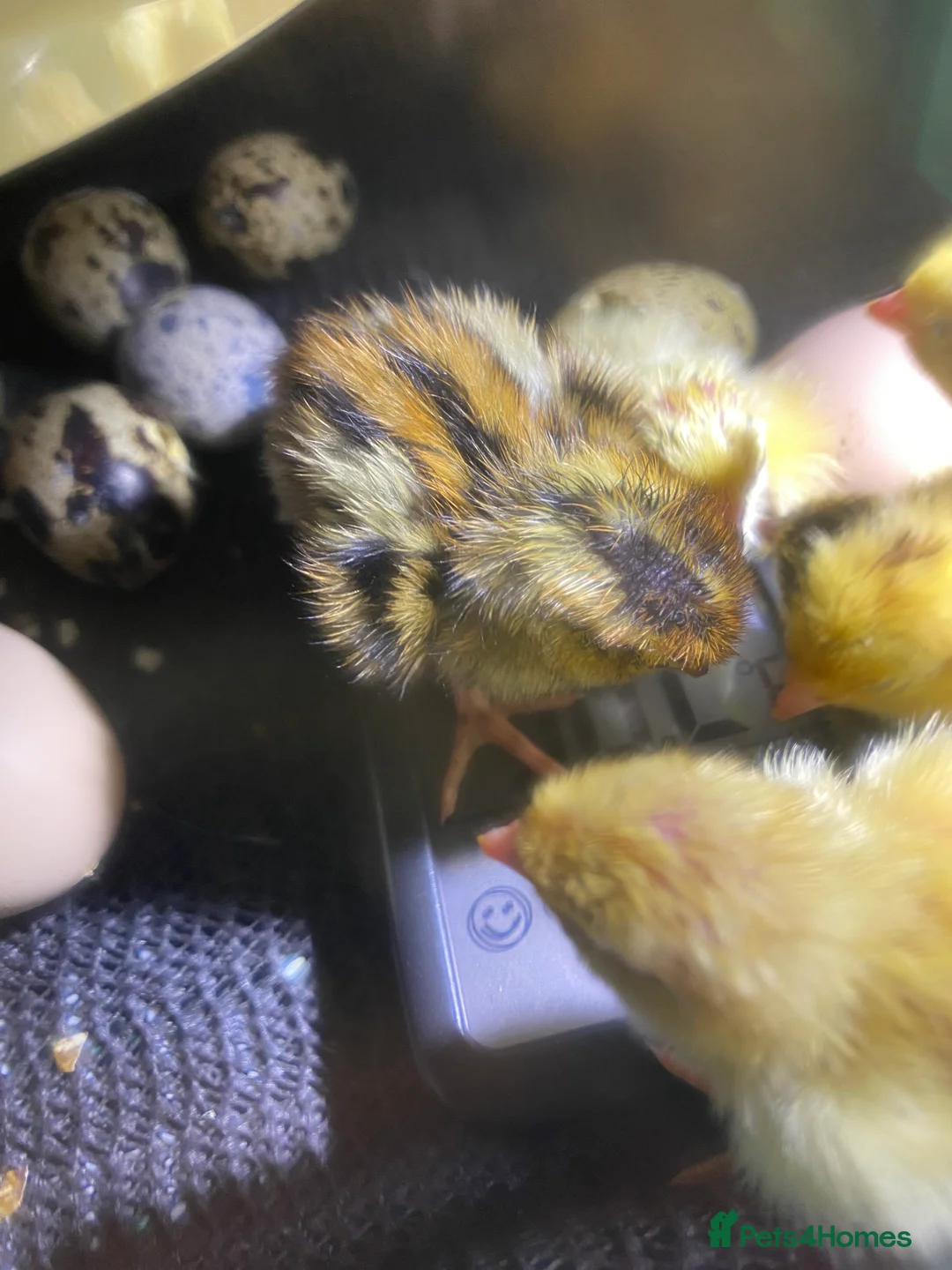 Quail poultry for sale: Mixed quail week old  - Advert 3