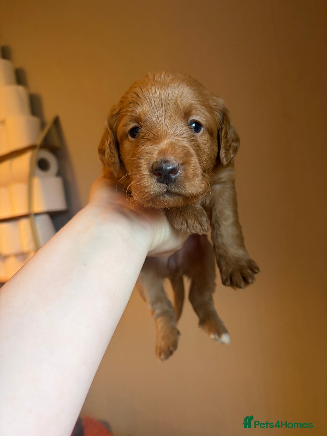 Labradoodle dogs for sale: Fox Red F1 Miniature Labradoodles  - Advert 17