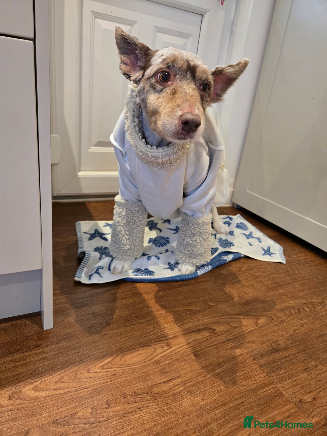 Border Collie dogs for sale: Heartbroken rehome needed - Advert 3