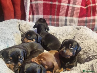 Dachshund dogs Dachshund puppies for sale - Advert 1