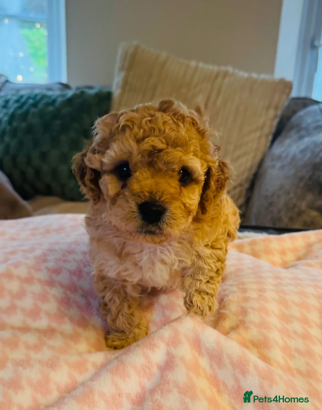 Cavapoochon dogs for sale: Three Cavapoochon Boys left - Advert 2