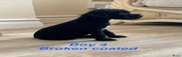 Patterdale Terrier dogs for sale: Patterdale terriers  - Advert 6