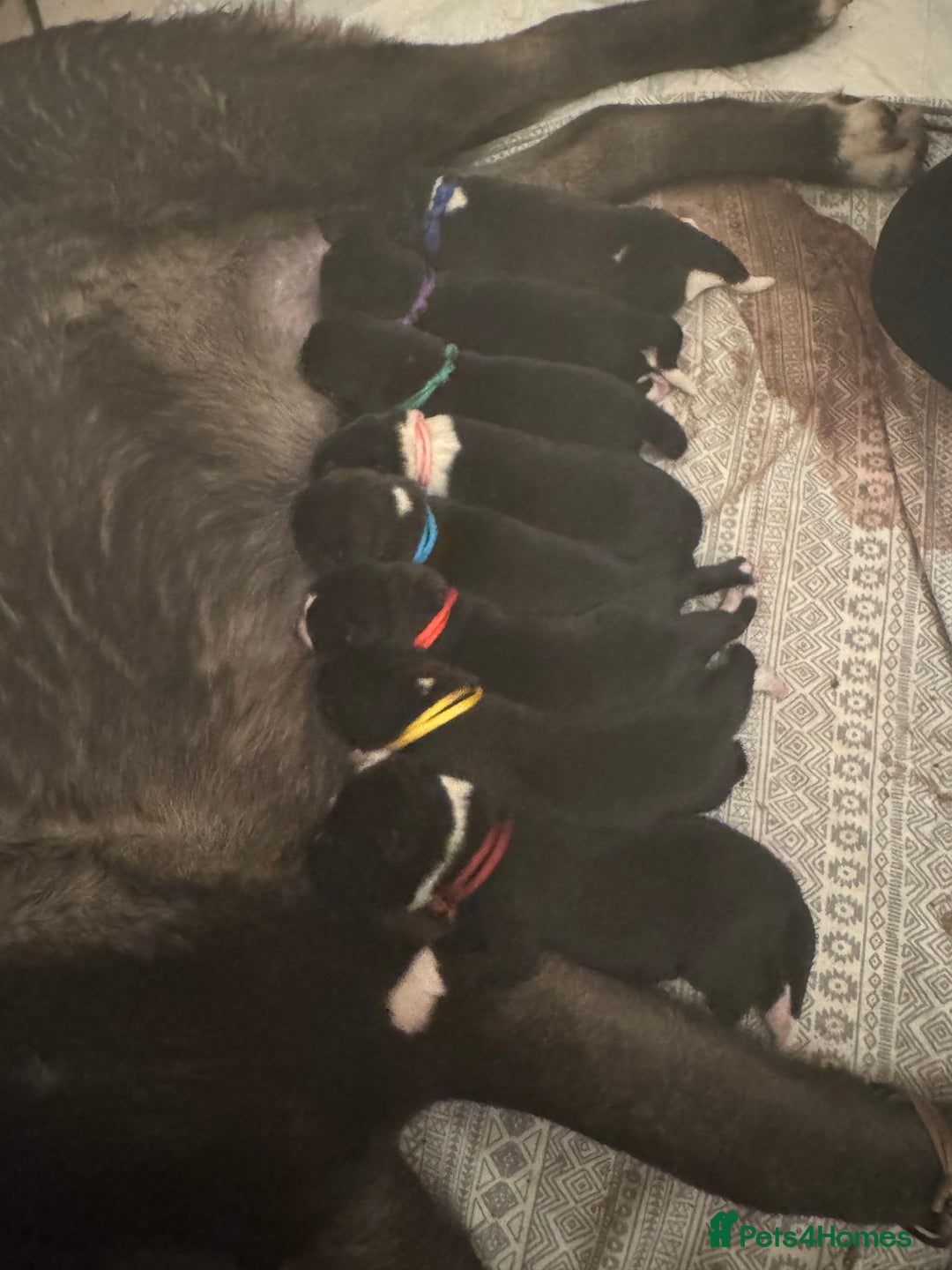 Akita dogs for sale: Black Mask American Akita Puppies - Advert 11