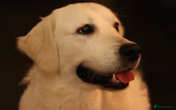 Golden Retriever dogs for stud: Looking for a Female Golden Retriever 🐾 - Image 32