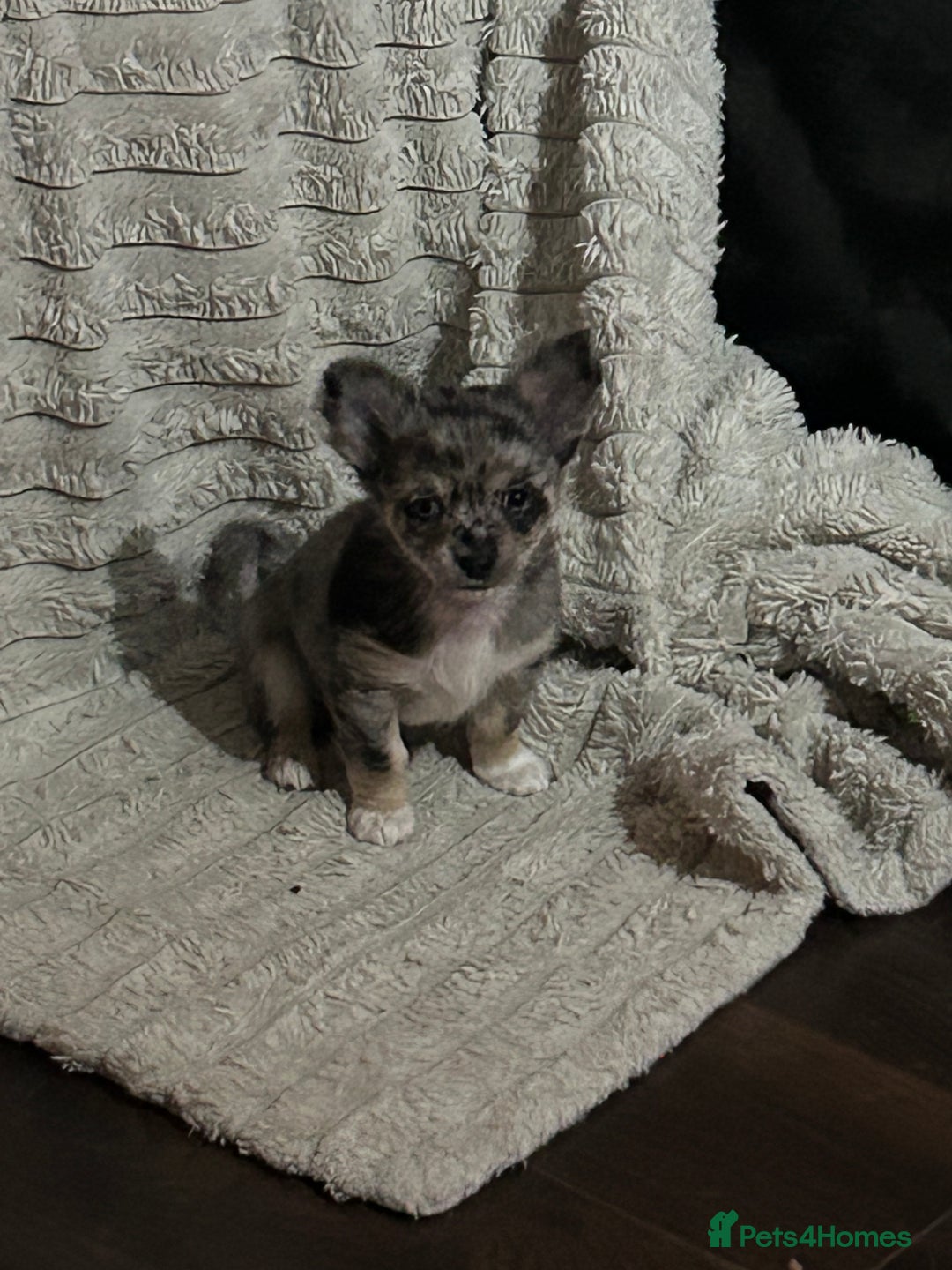 Chihuahua dogs for sale: Full tiny chi pups - Advert 4