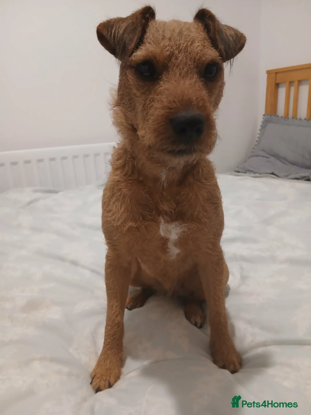 Lakeland Terrier dogs for sale: Red Lakeland Terrier Needs Rehomed in Dunbar - Advert 4