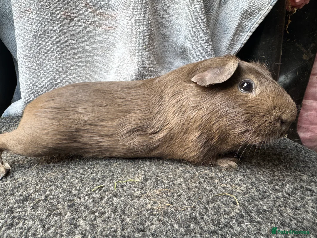 Guinea Pig rodents for sale: Beautiful guinea pigs - Advert 2