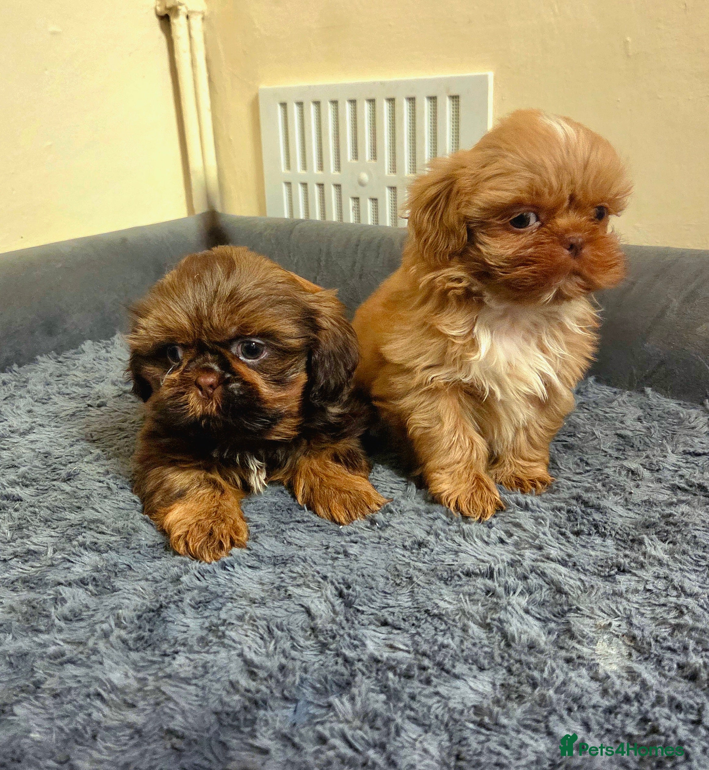 Shih Tzu dogs KC Registered Chocolate Imperial Shih Tzu Boys - Advert 10