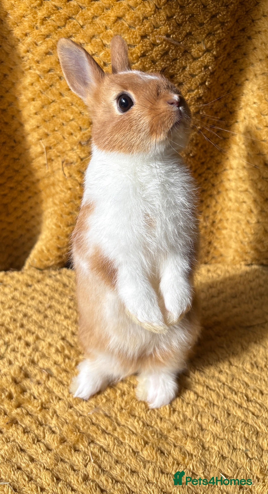 Netherland Dwarf rabbits Stunning Netherland dwarf babies  - Advert 2