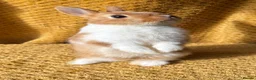 Netherland Dwarf rabbits for sale: Stunning Netherland dwarf babies  - Advert 2
