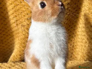 Netherland Dwarf rabbits Stunning Netherland dwarf babies - Advert 5